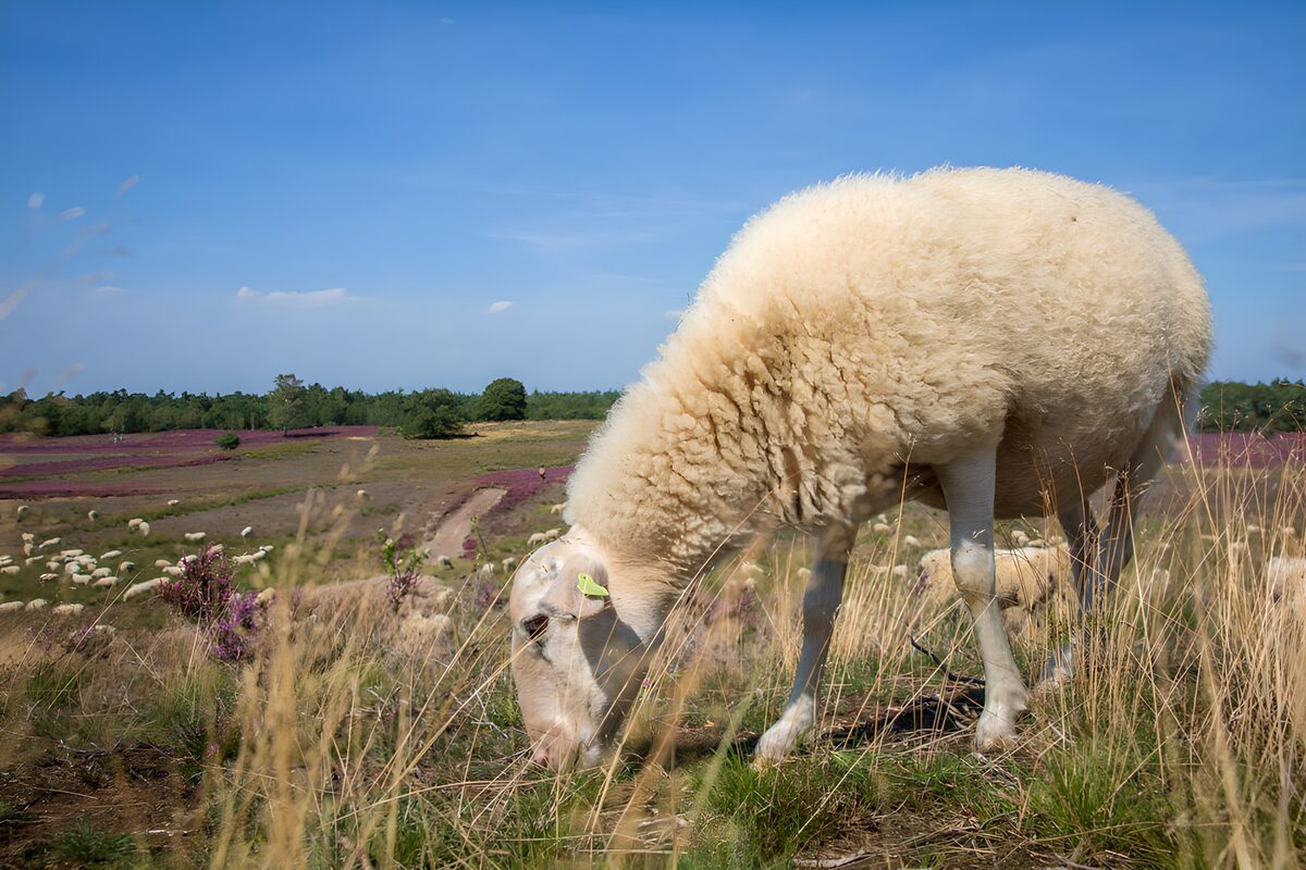 OCUK40242: : Grazing Sheep in a Sunny Meadow