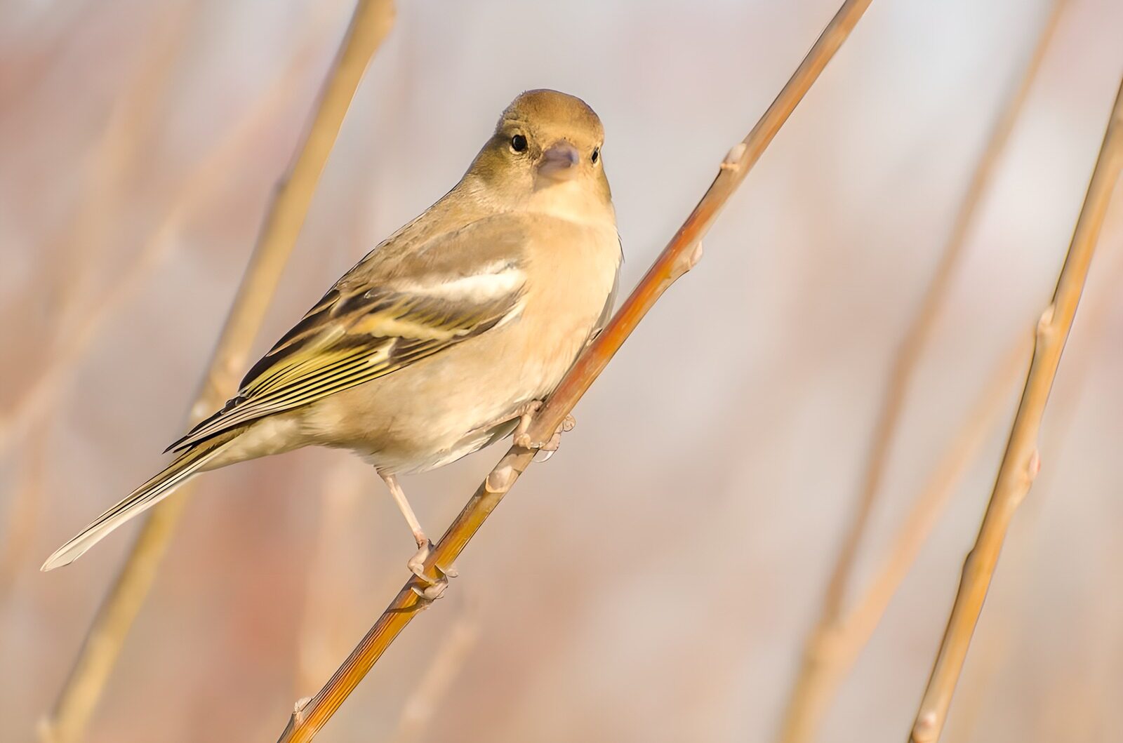 OCUK33004: Charming Sparrow Perched on a Branch