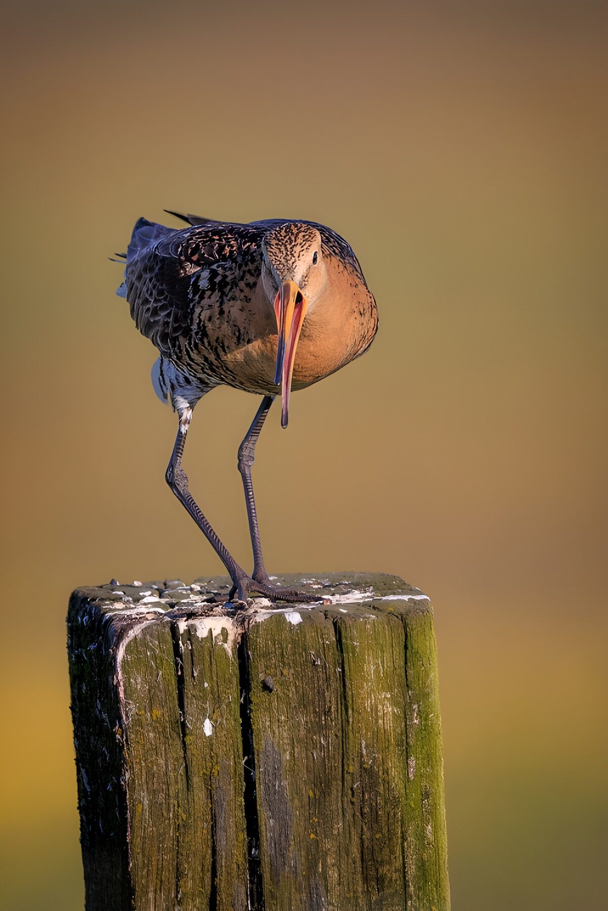 OCUK27987: Majestic Bird on a Weathered Post