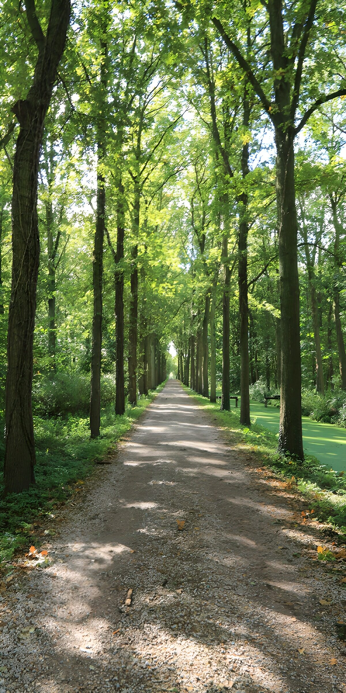 OCUK13238: Serene Forest Pathway
