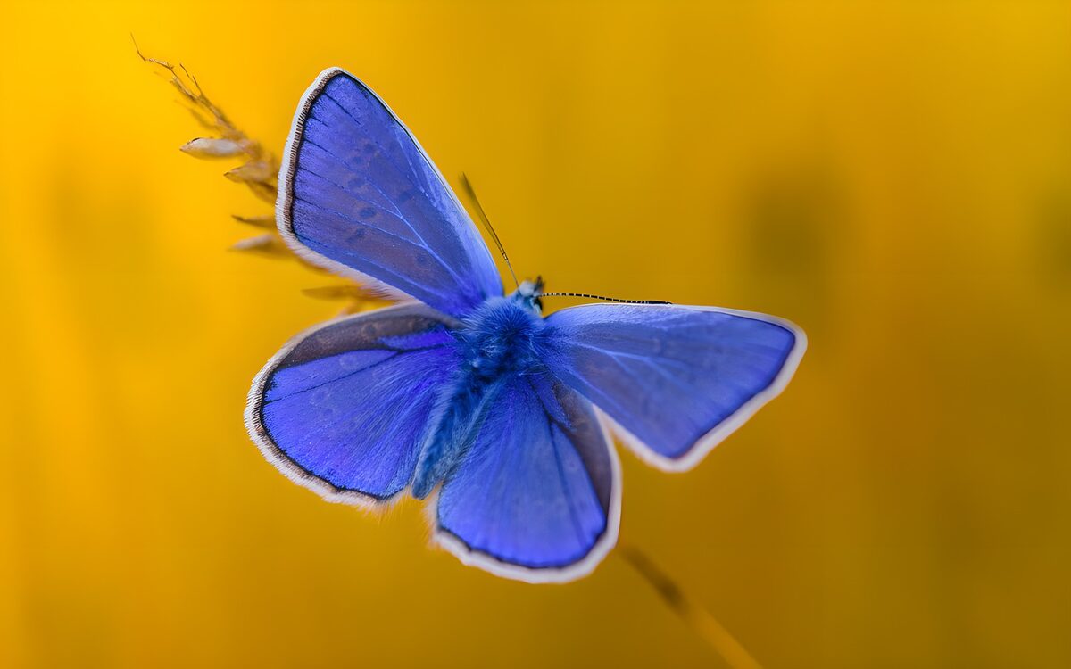 Radiant Blue Butterfly on Yellow Bloom