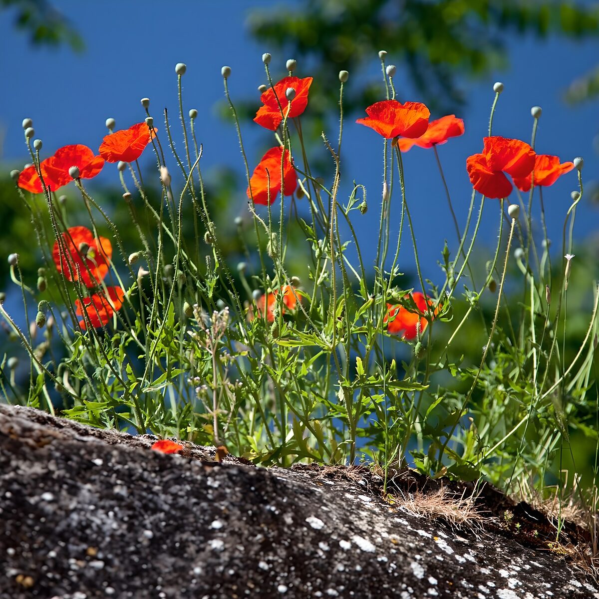 OCUK63563: Vibrant Poppies Against the Blue Sky