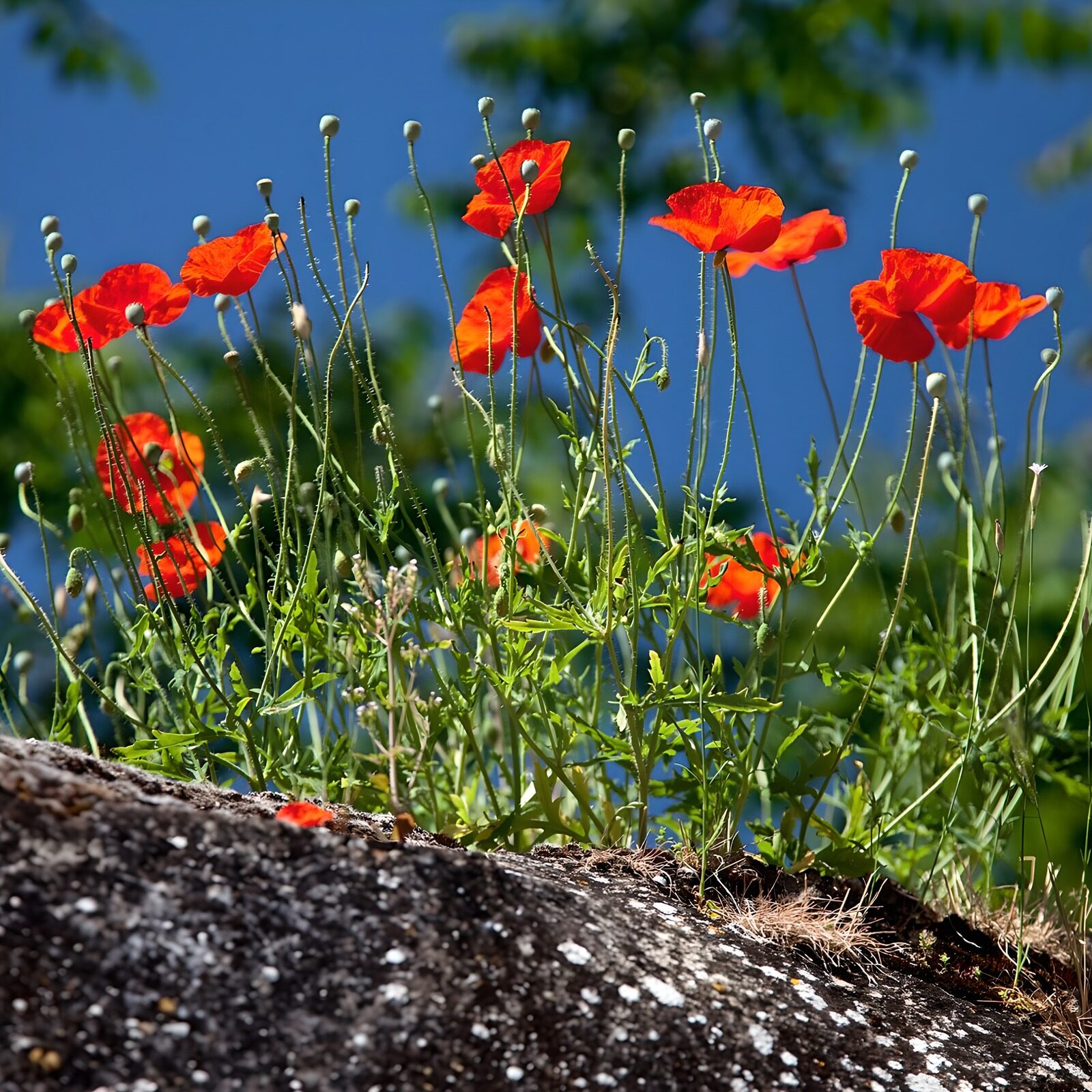 OCUK63563: Vibrant Poppies Against the Blue Sky