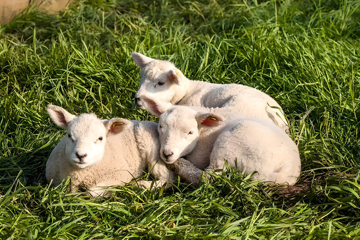 OCUK25129: Three Playful Lambs in Green Grass
