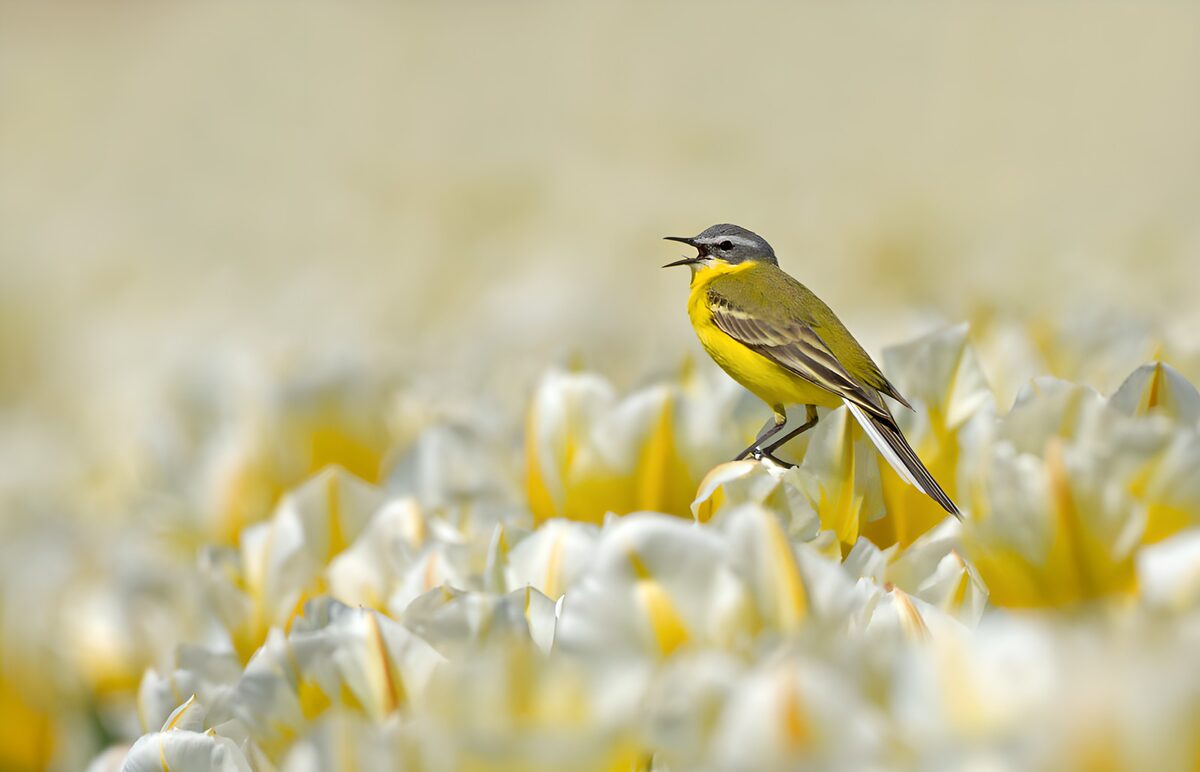 OCUK35976: Singing Bird in a Flower Field
