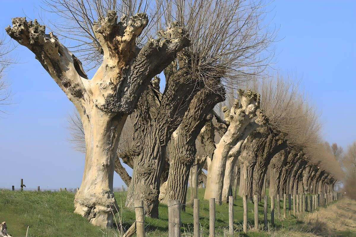OCUK84638: Unique Pollarded Trees Along the Path