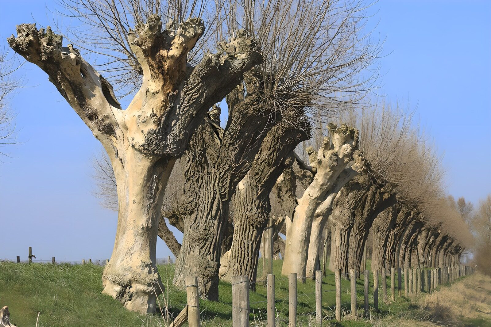 OCUK84638: Unique Pollarded Trees Along the Path