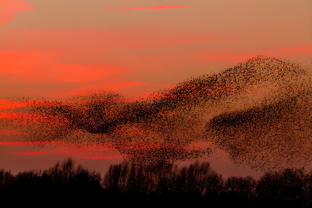 OCUK12554: Dusk Dance of the Starlings