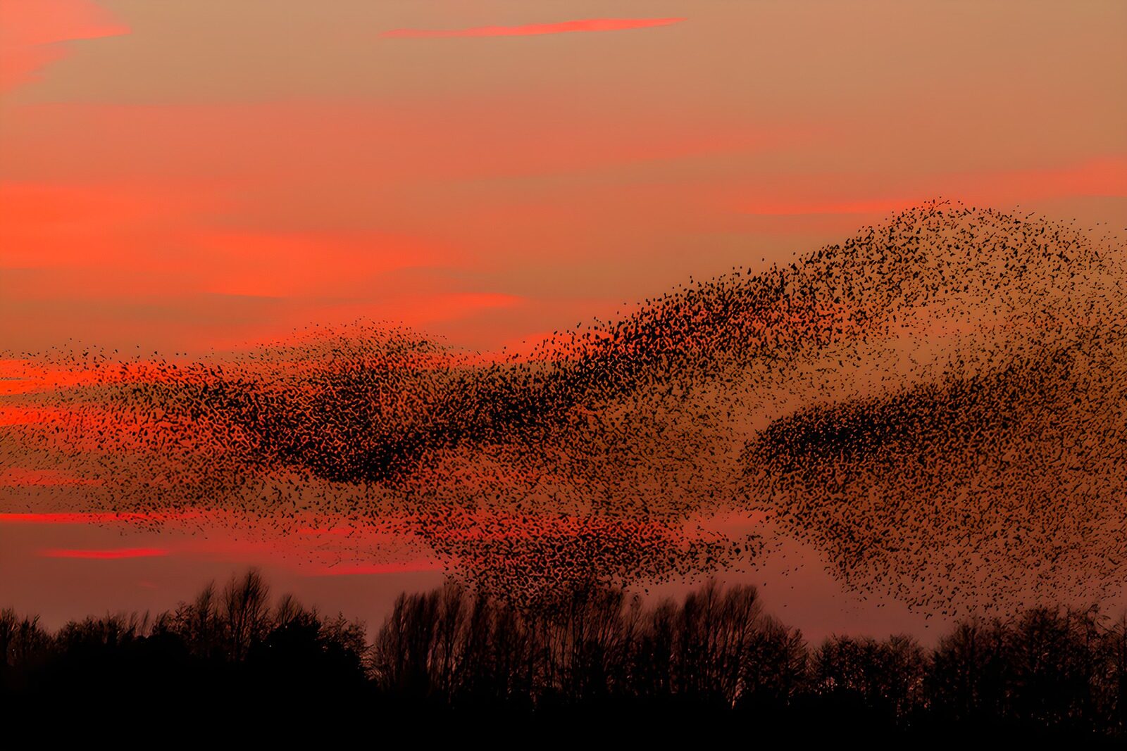 OCUK12554: Dusk Dance of the Starlings