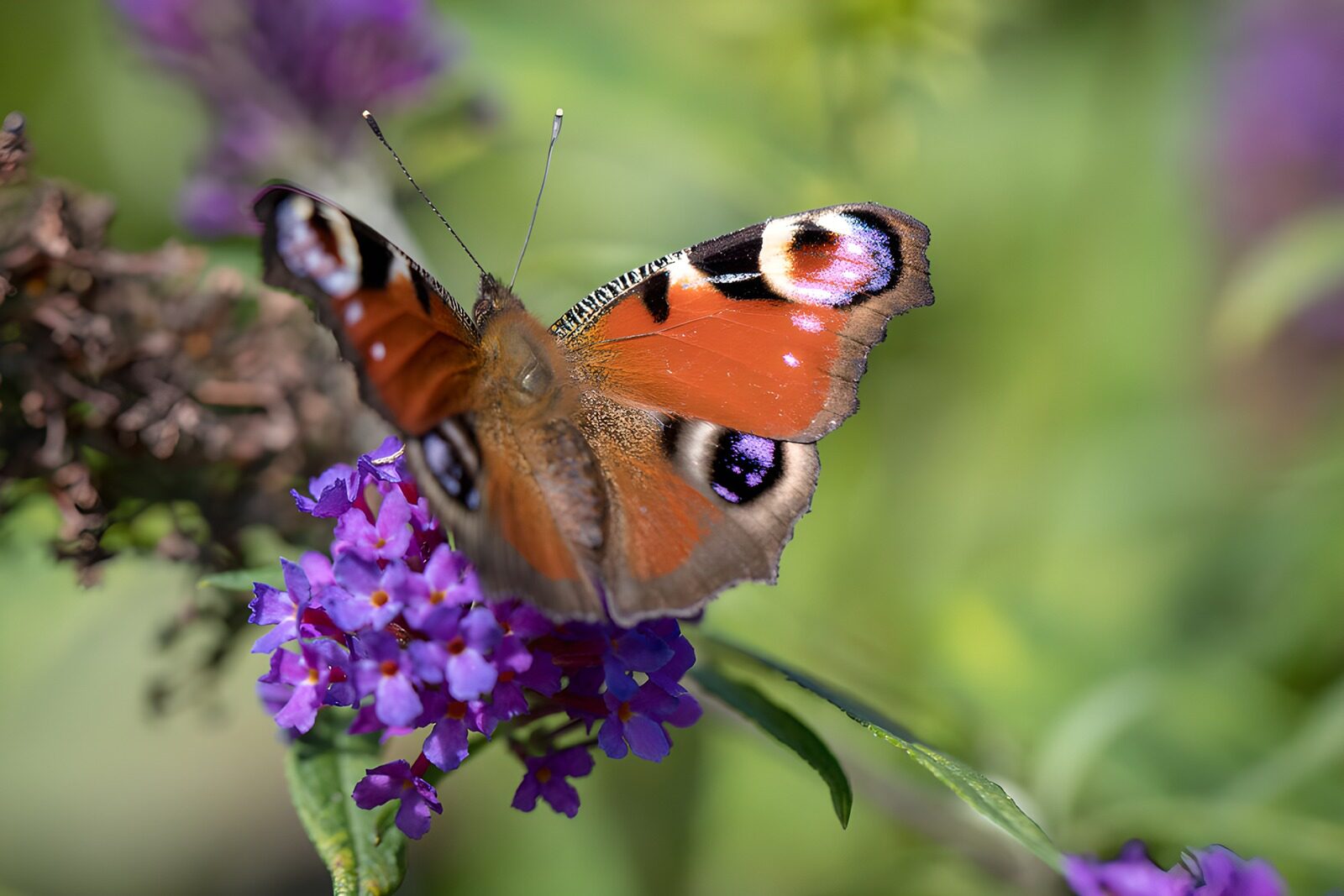 OCUK22911: Beautiful Peacock Butterfly on Flowers