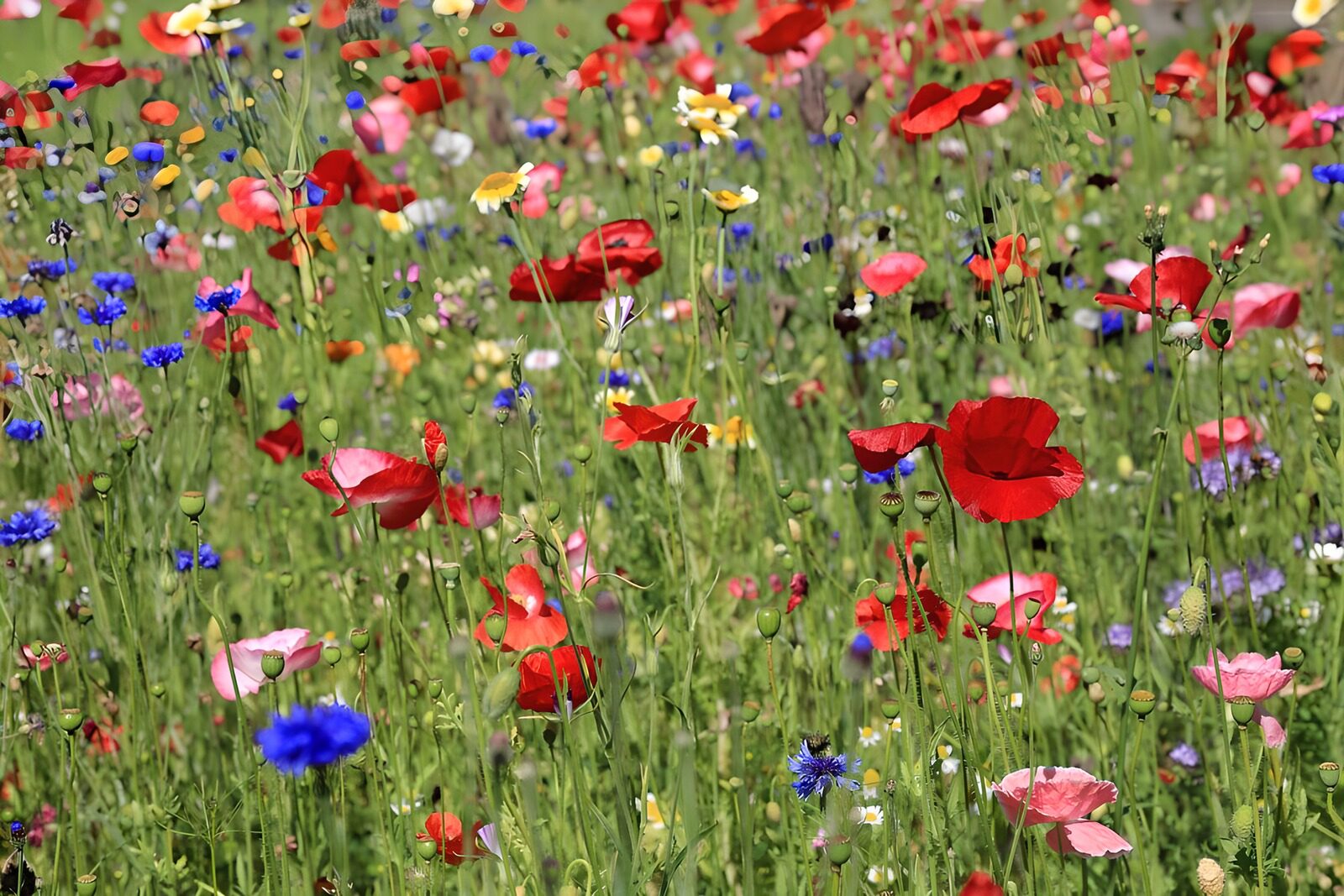 OCUK66235: Vibrant Wildflower Meadow in Full Bloom