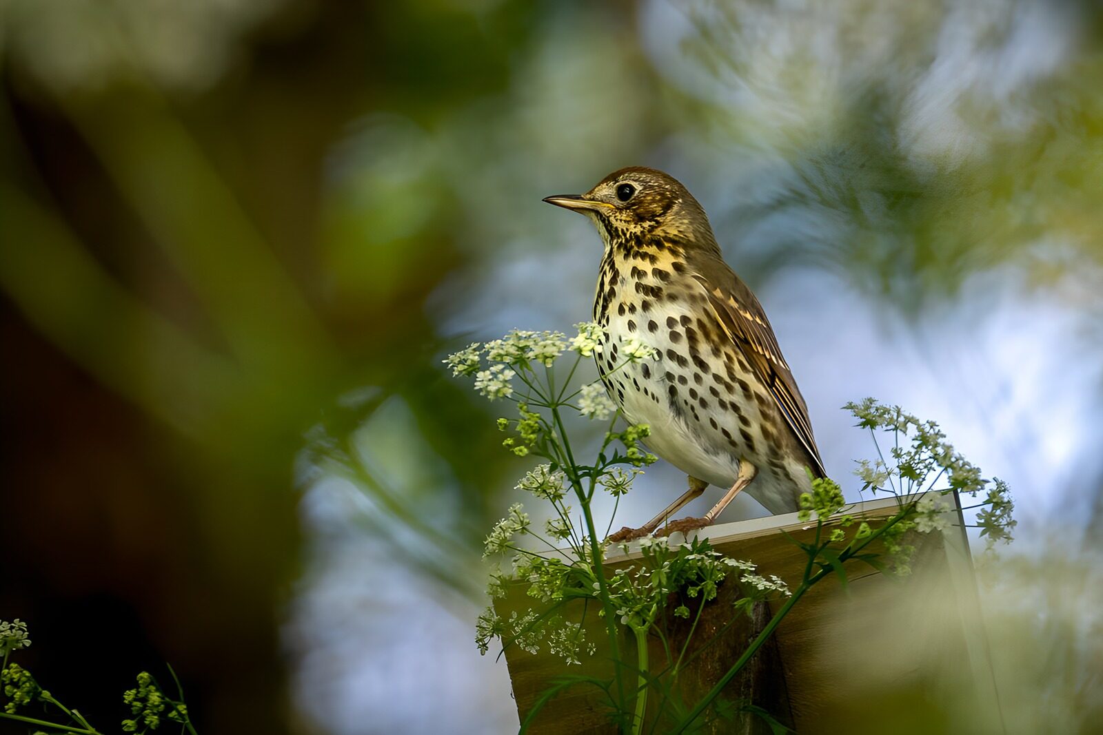 OCUK18174: Song Thrush on Post Among Wildflowers