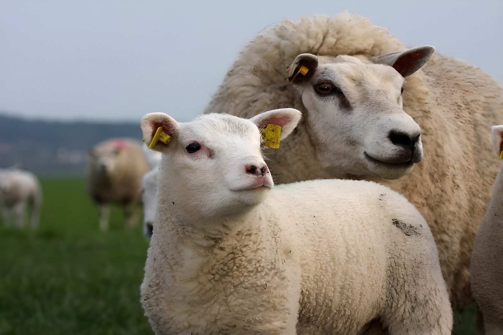 OCUK56674: Playful Lamb and Proud Ewe