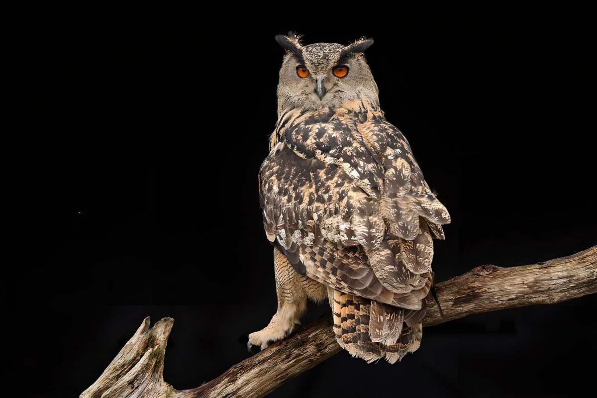 Majestic Owl Perched on a Branch