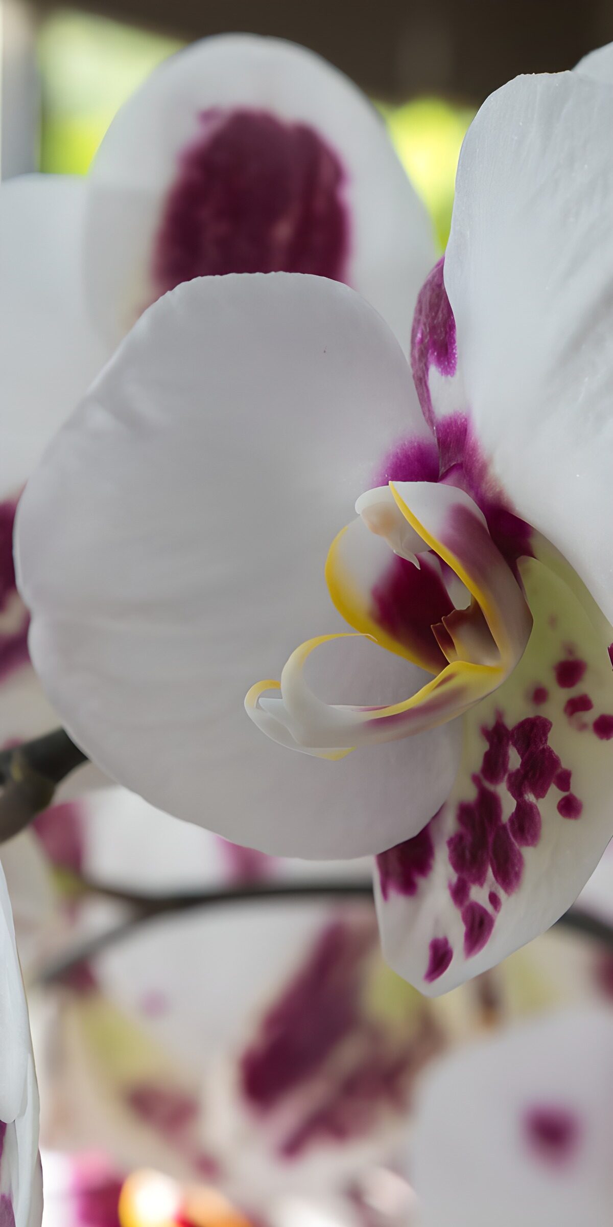 OCUK80965: Elegant Orchid in Bloom