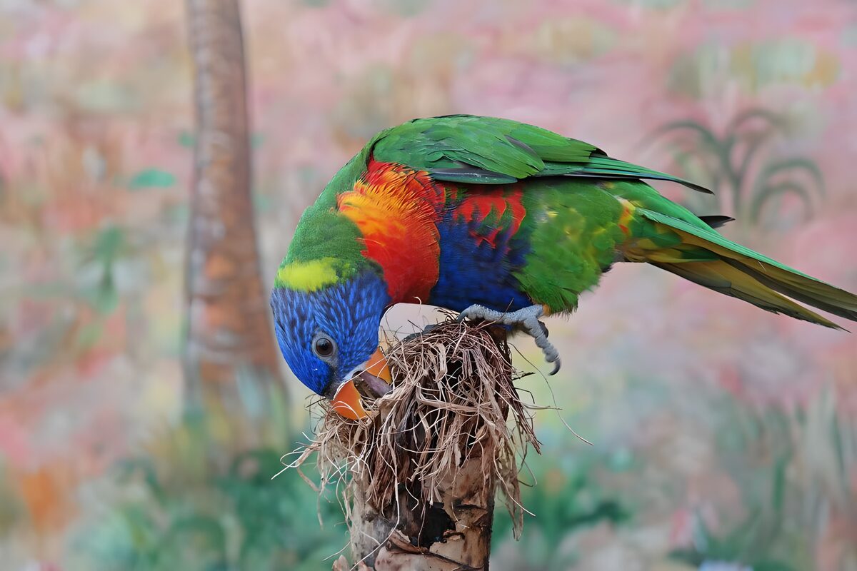 OCUK68476: Rainbow Lorikeet Exploring Its Nest