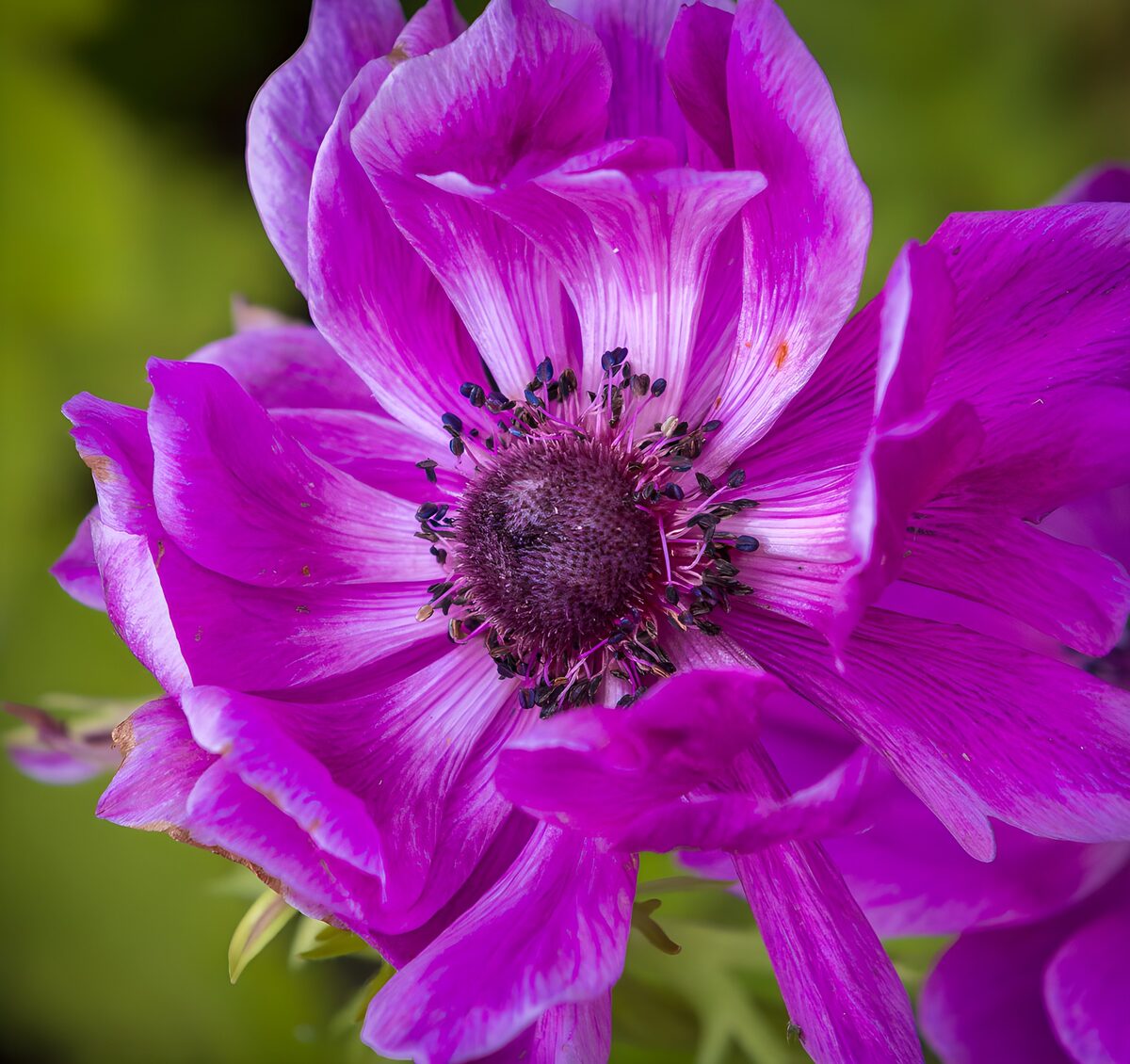 OCUK85925: Vibrant Purple Anemone Blossom