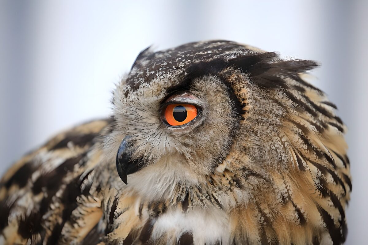 Side view eagle-owl