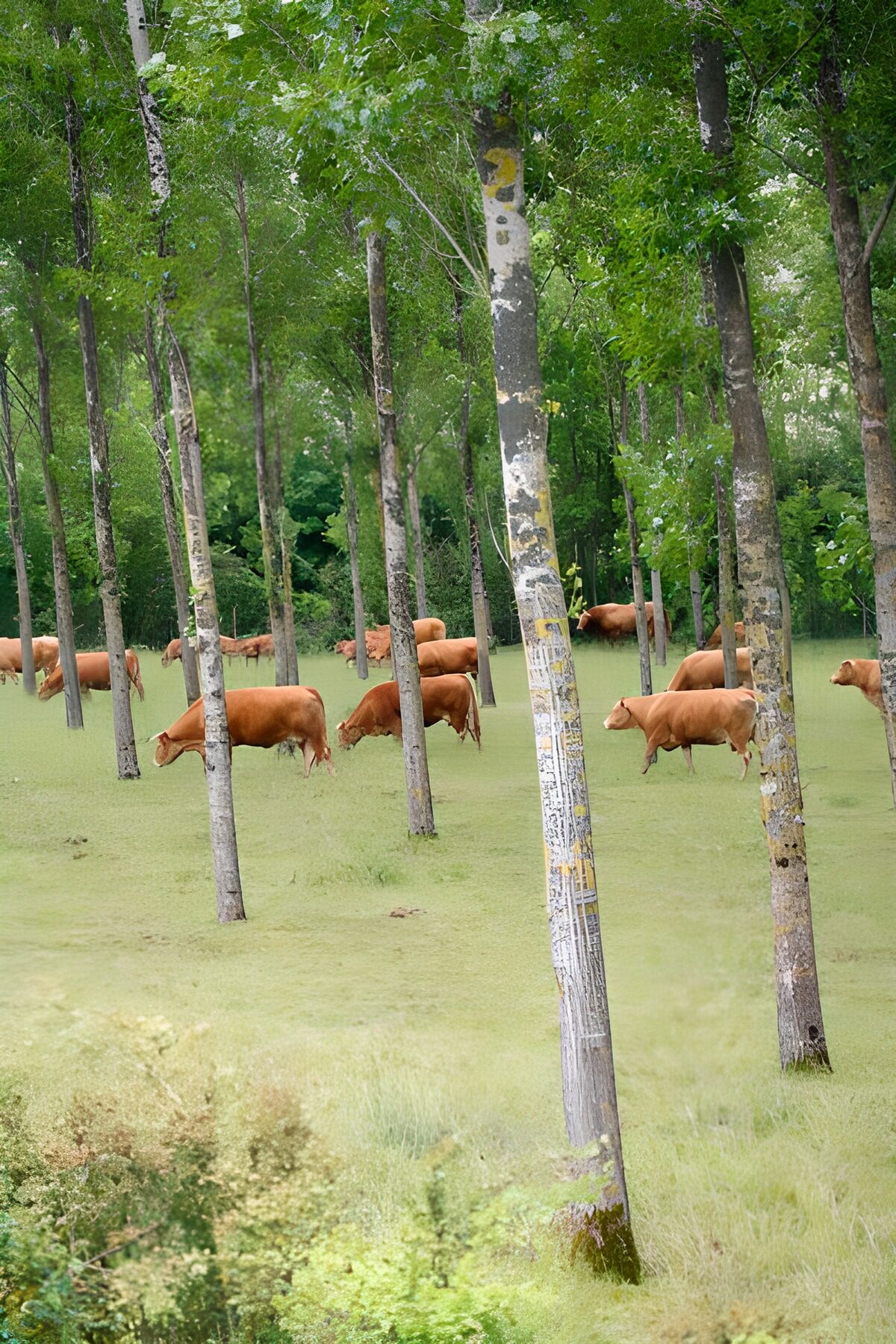 OCUK27676: Cows in the forest between the trees