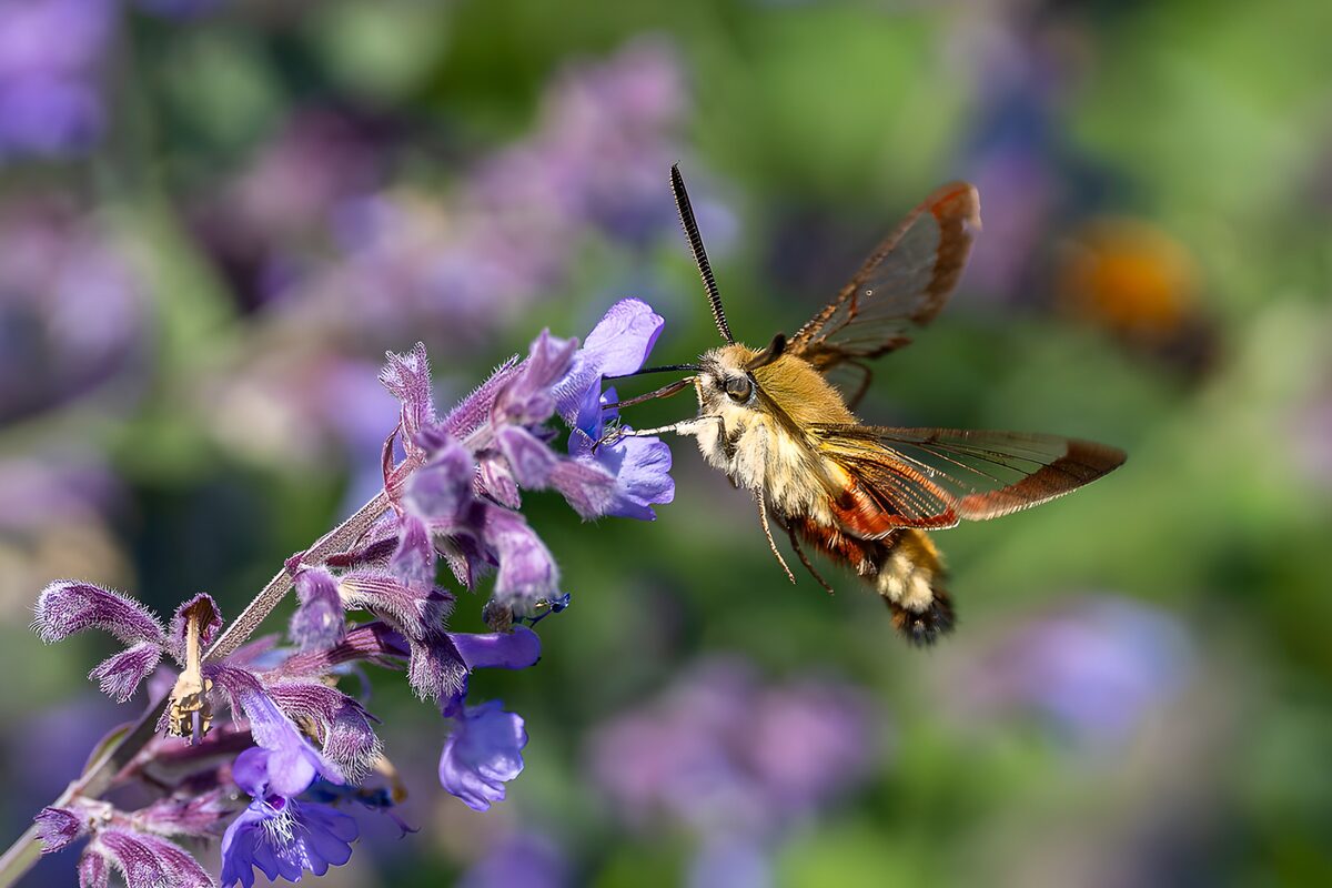 OCUK87707: Hummingbird Moth Visiting a Flower