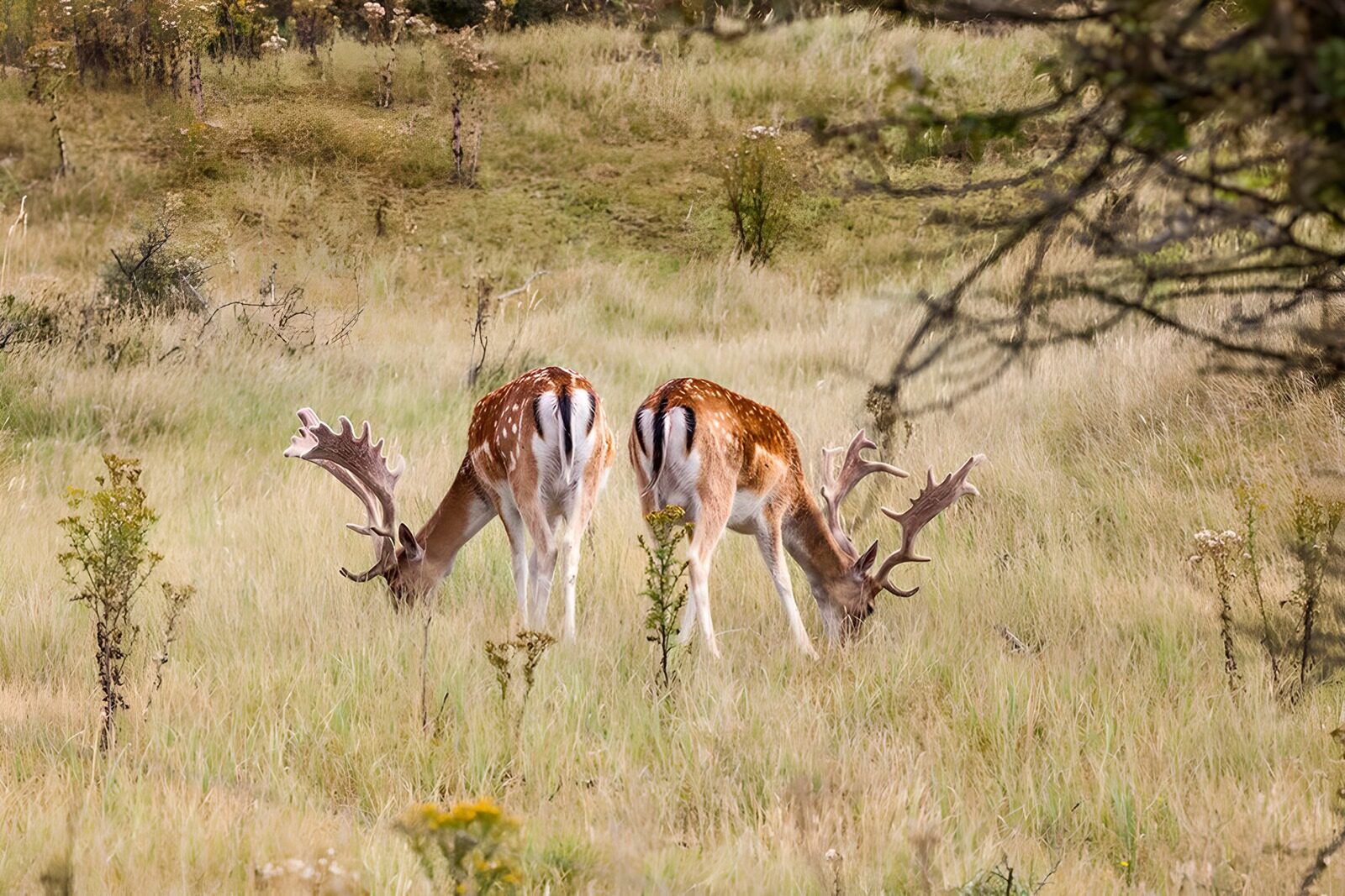 OCUK20615: Grazing Fallow Deer in Serene Landscape