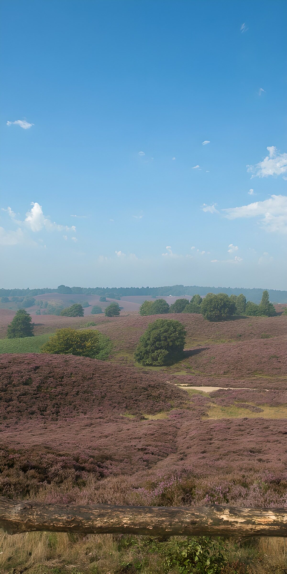 OCUK85301: Serene Purple Heather Fields