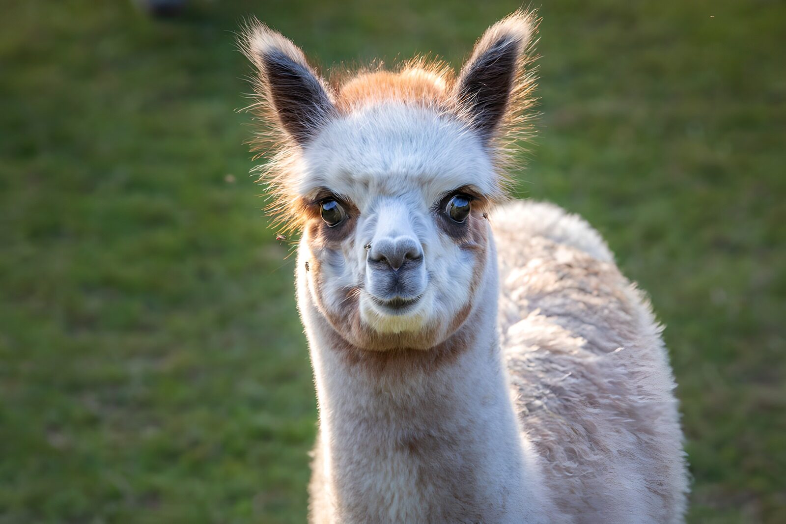 OCUK61755: Adorable Young Alpaca Gazes Curiously