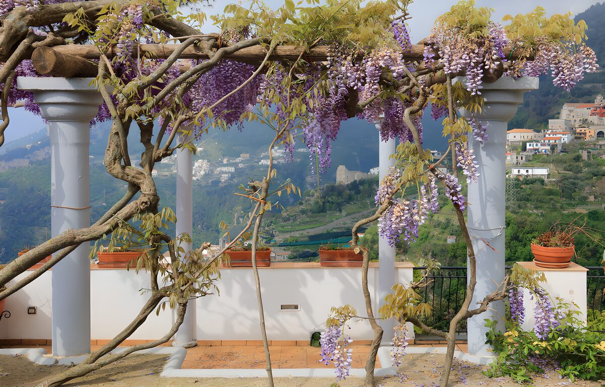 OCUK46120: Blossoming Wisteria Overlook