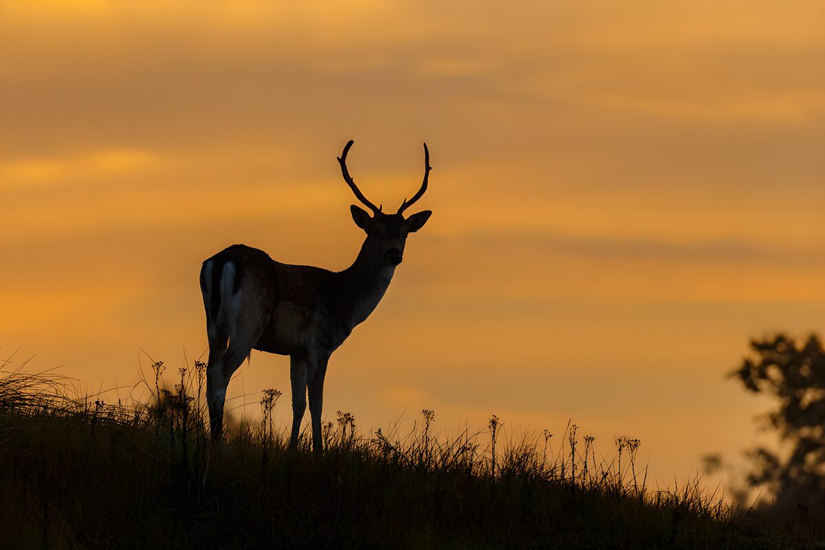 OCUK34355: Majestic Stag Silhouette at Sunset