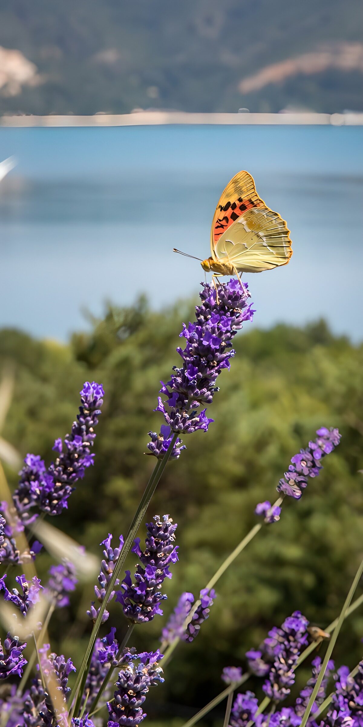 OCUK40236: Butterfly on Lavender Blossom