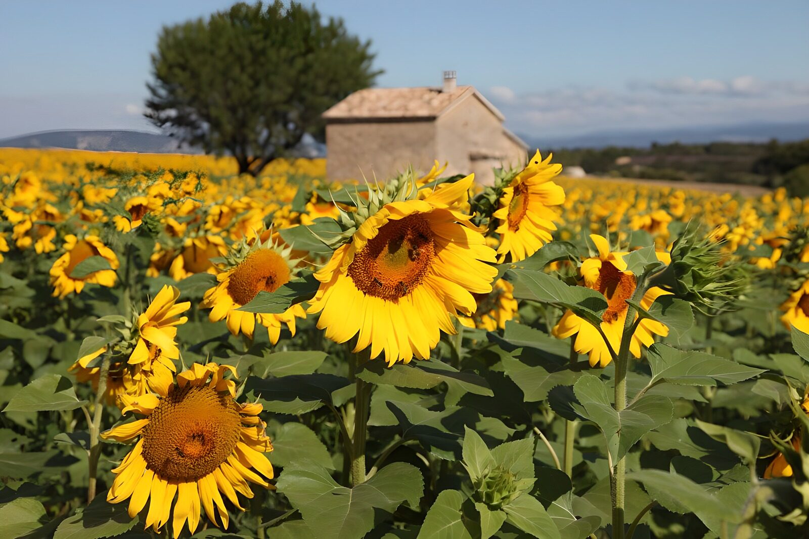 OCUK23107: Vibrant Sunflower Field in Bloom