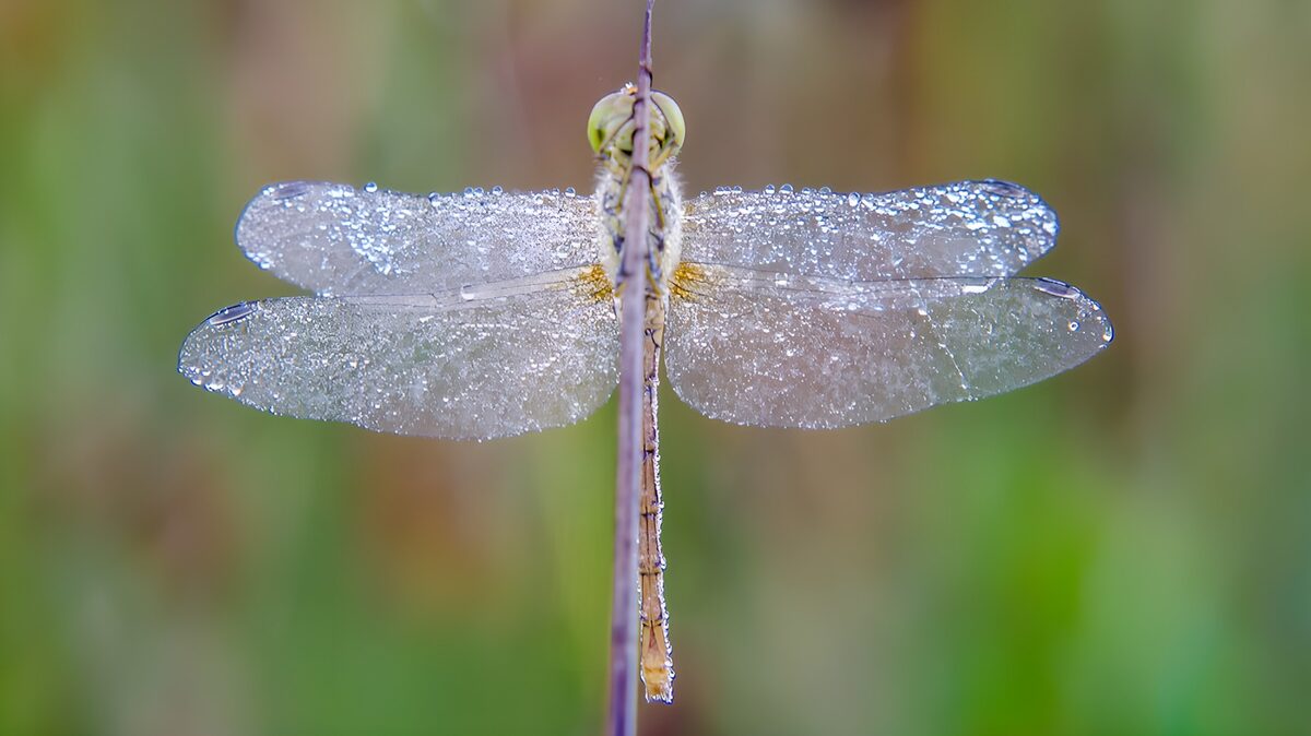 Dew-kissed Dragonfly at Dawn