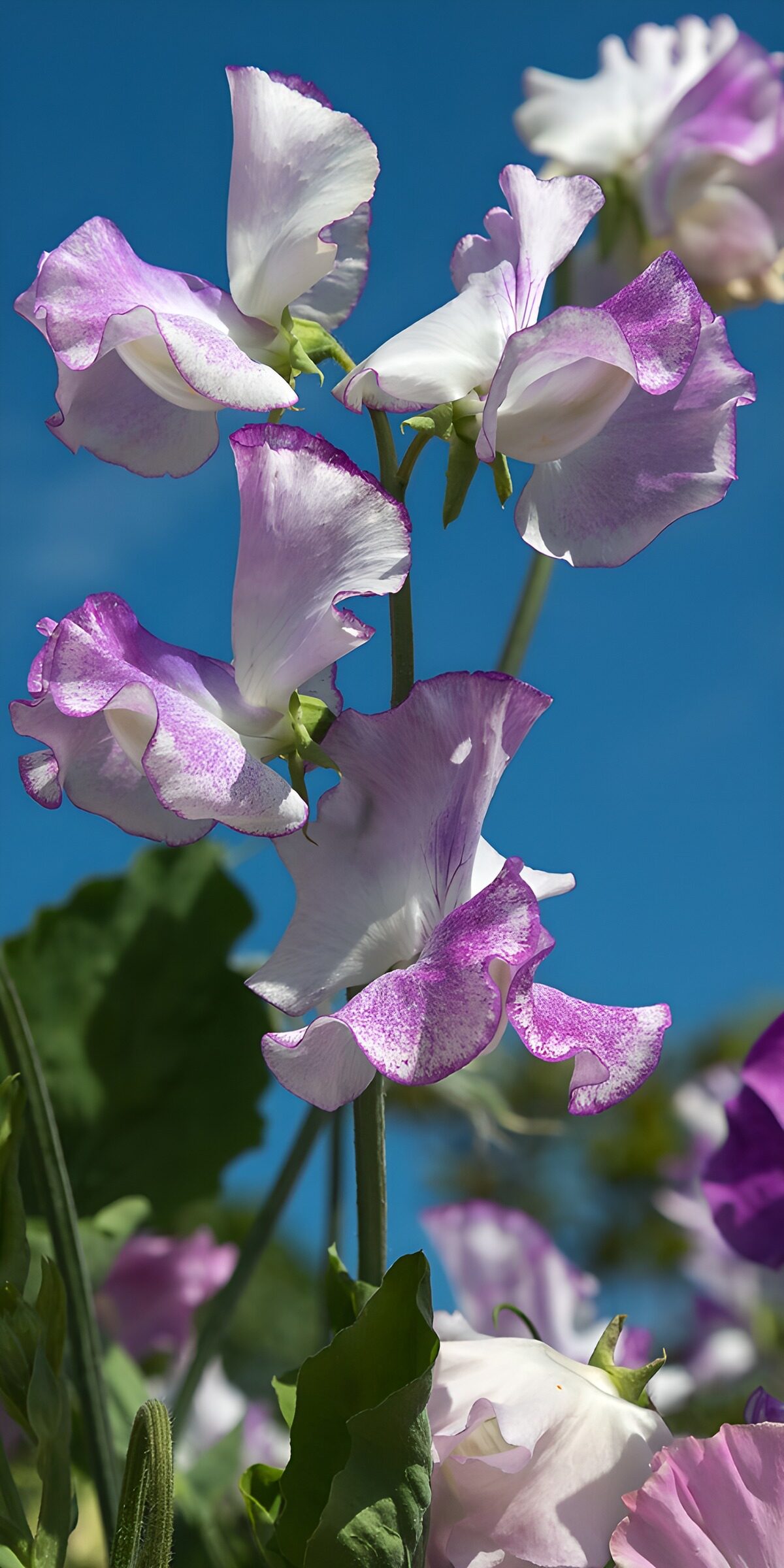 OCUK66731: Sweet Peas in Bloom