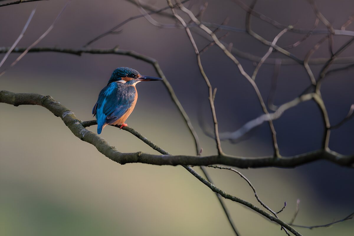 OCUK70470: Elegant Kingfisher Perched on a Branch