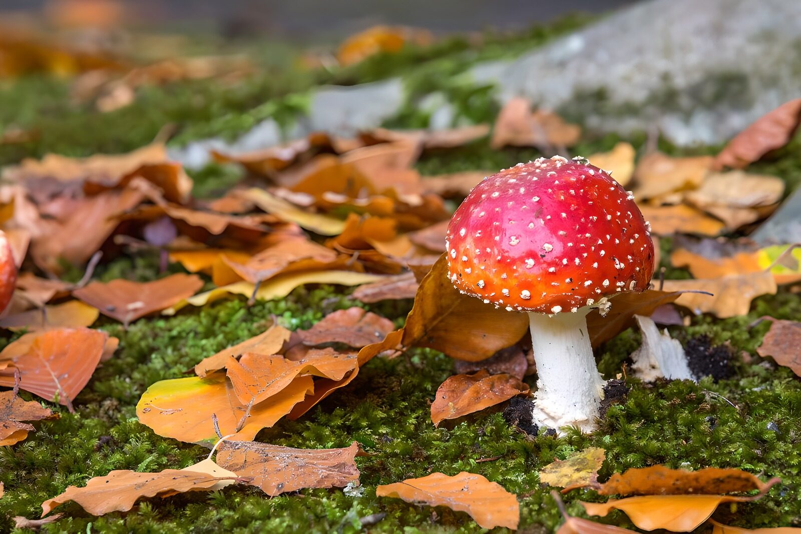 OCUK24584: Fly agaric with autumn leaves