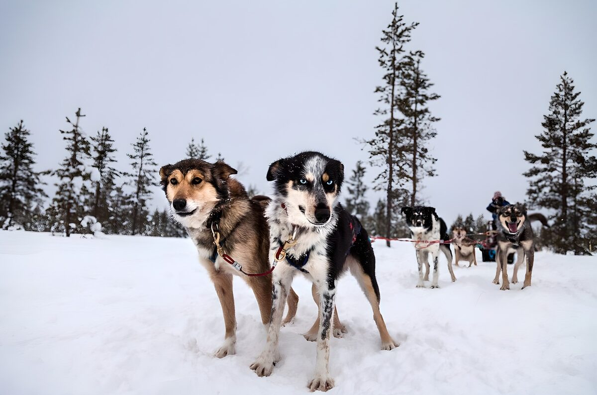 OCUK36090: Huskies Ready for Winter Adventure