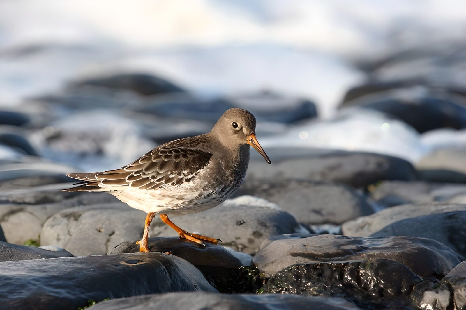 OCUK85262: Shorebird on Rocky Beach