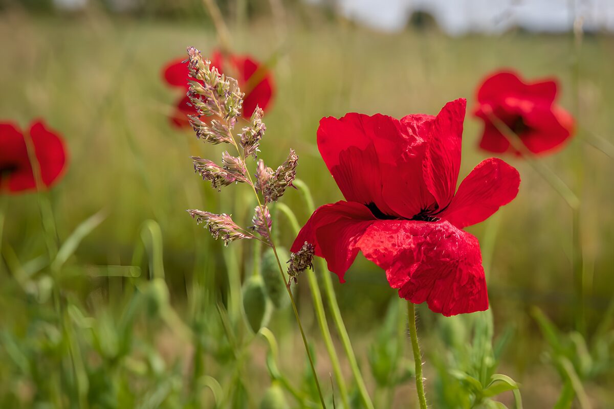 OCUK35087: Vibrant Red Poppies in a Meadow
