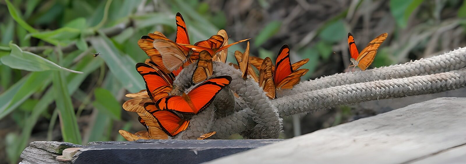OCUK17016: Vibrant Orange Butterflies Gathering