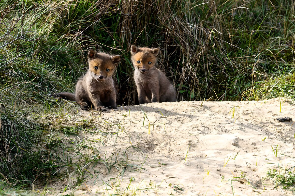 OCUK44011: Playful Fox Cubs in Nature
