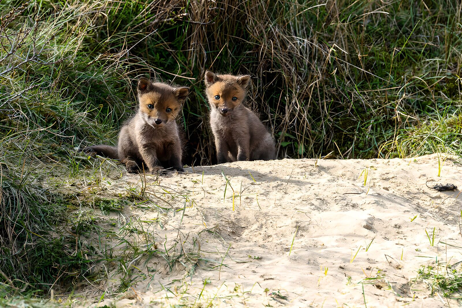 OCUK44011: Playful Fox Cubs in Nature