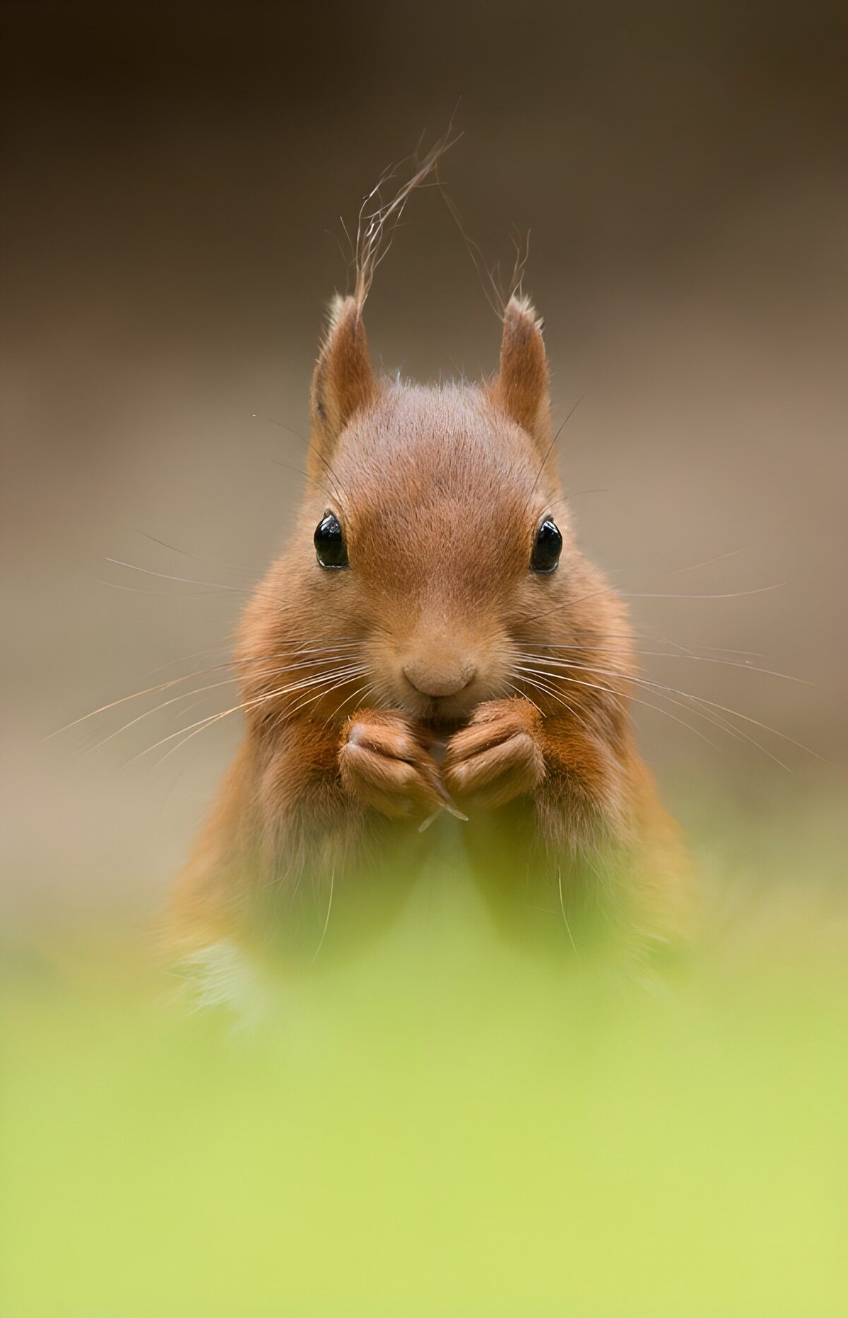 OCUK83476: Curious Squirrel in Nature