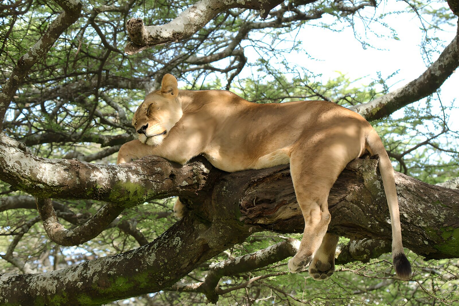 OCUK72676: Lioness Relaxing on a Tree Branch