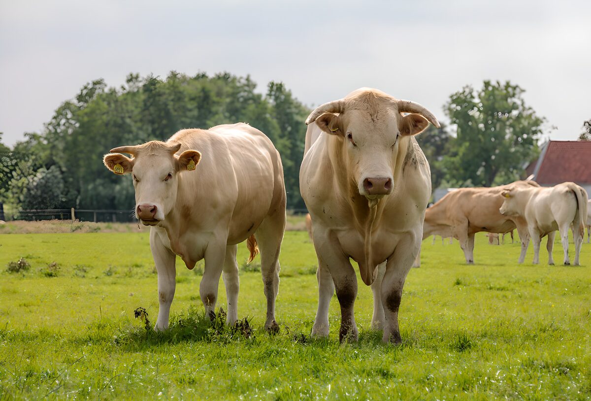 OCUK56118: Two Cows in a Lush Green Field