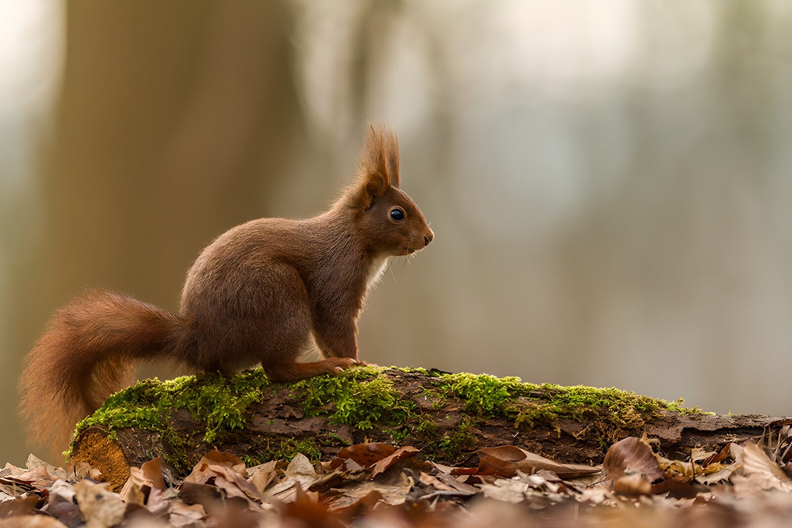 OCUK76000: Curious Squirrel in the Forest