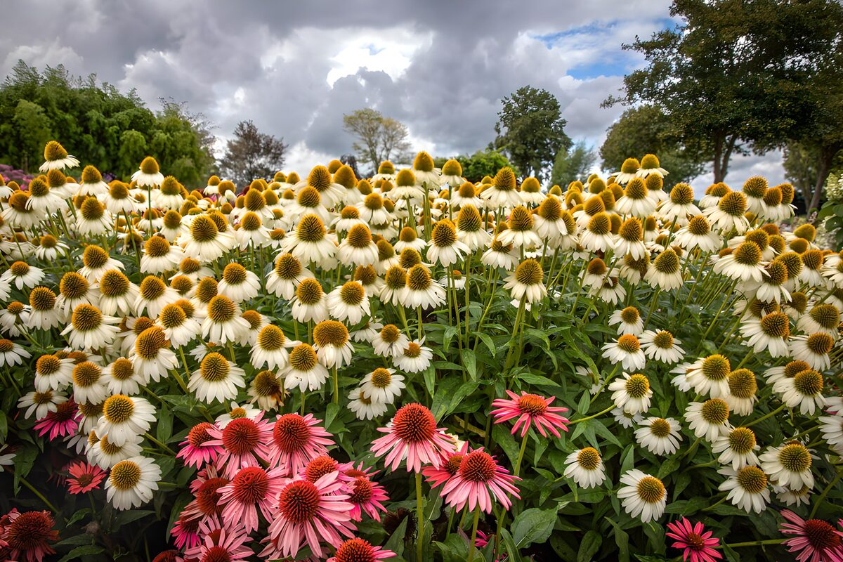 OCUK25308: Vibrant Garden of Coneflowers and Echinacea