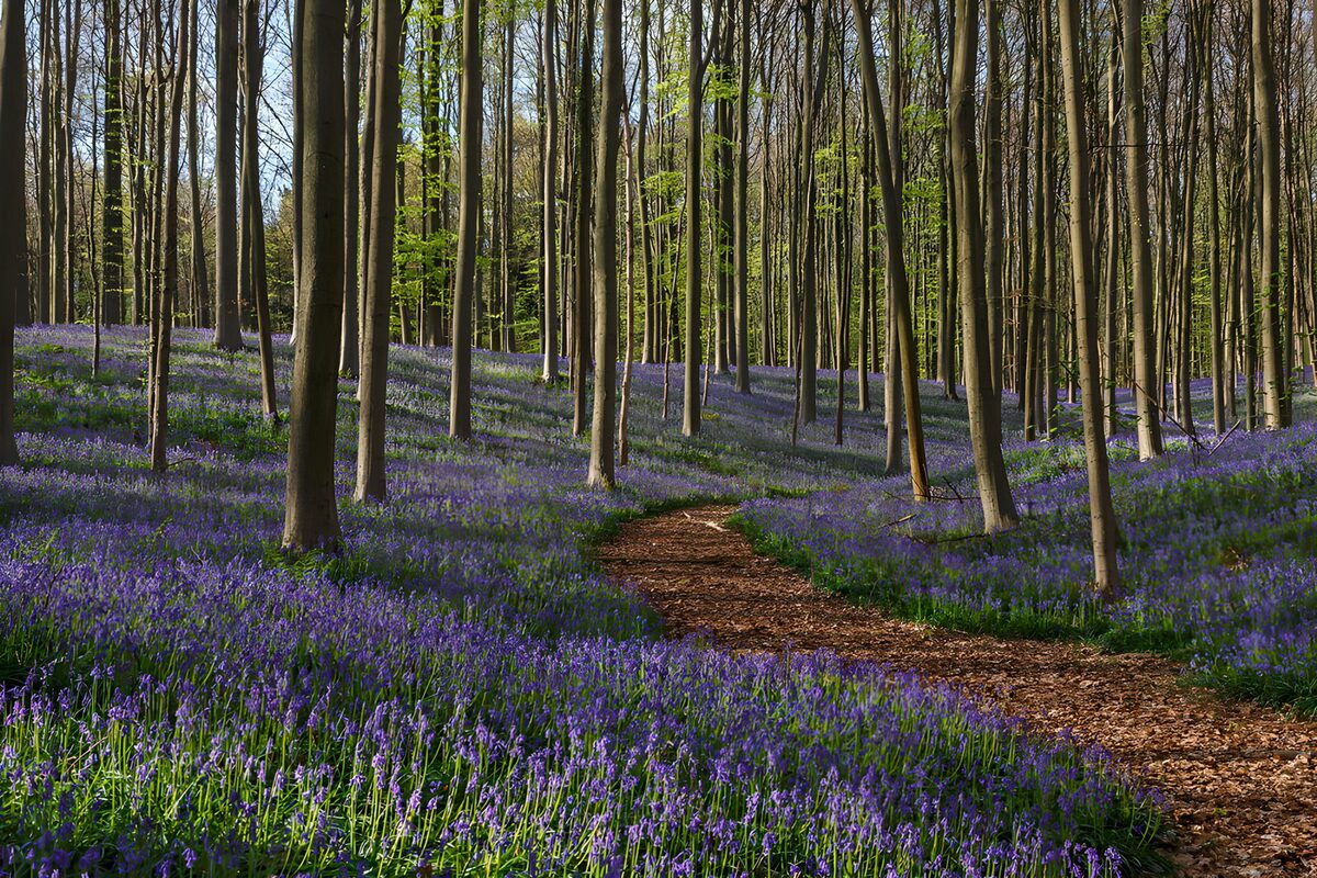 OCUK45786: Enchanted Bluebell Forest Path