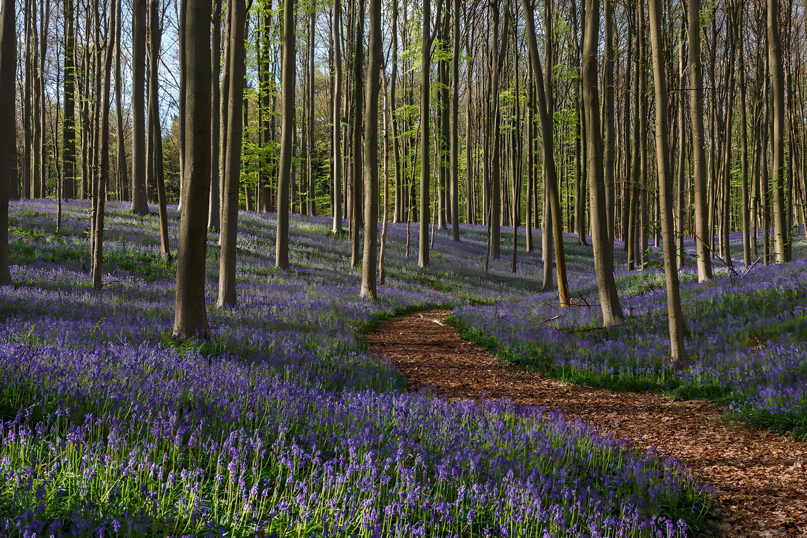 OCUK45786: Enchanted Bluebell Forest Path