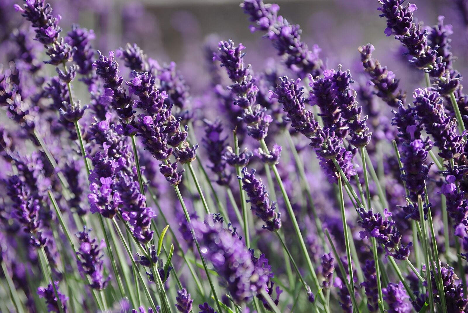 OCUK75265: Lavender Fields in Bloom
