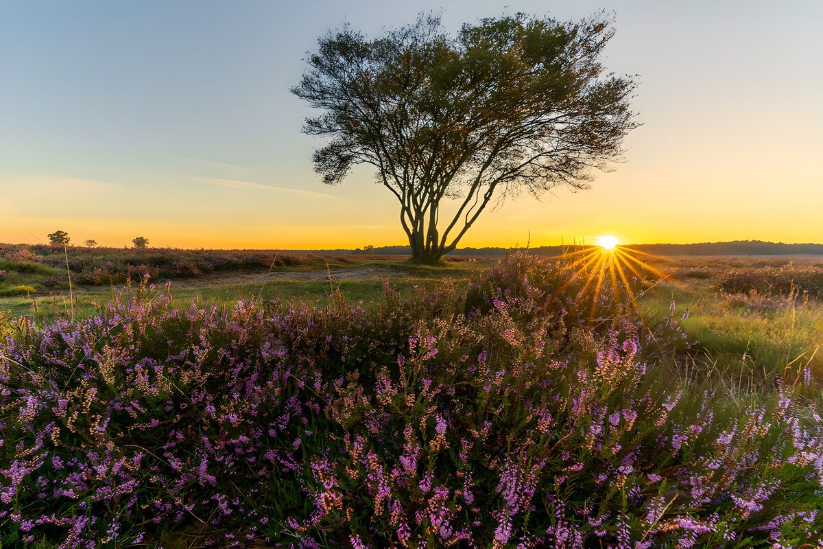 OCUK39254: Serene Sunset Over Heather Fields